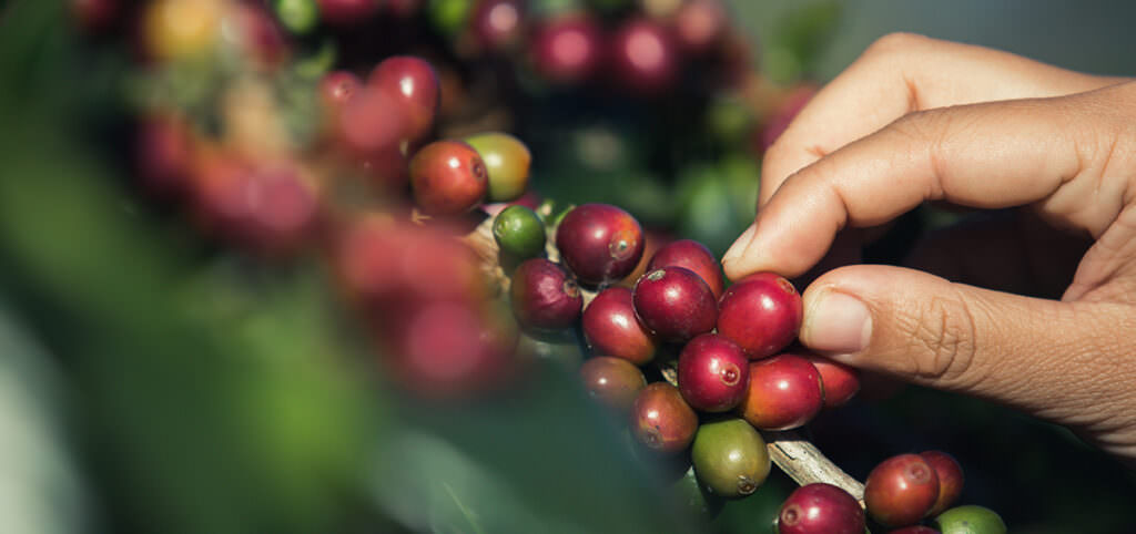 Sustainable Coffee Farming Across the World - AGRIVI